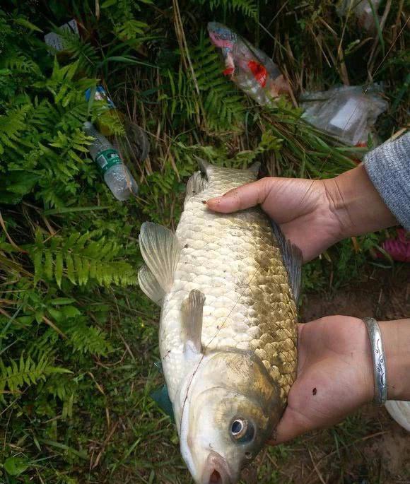长江钓获大白鲫,却有人质疑不是野生的,因为野鲫鱼都是金黄色