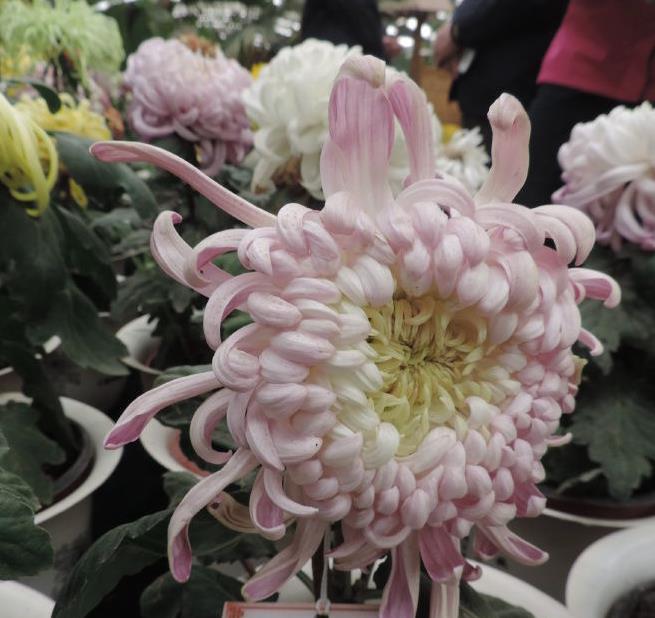 喜欢菊花,就养盆"国华系列菊花"国华浪漫,含苞欲放,国色天香