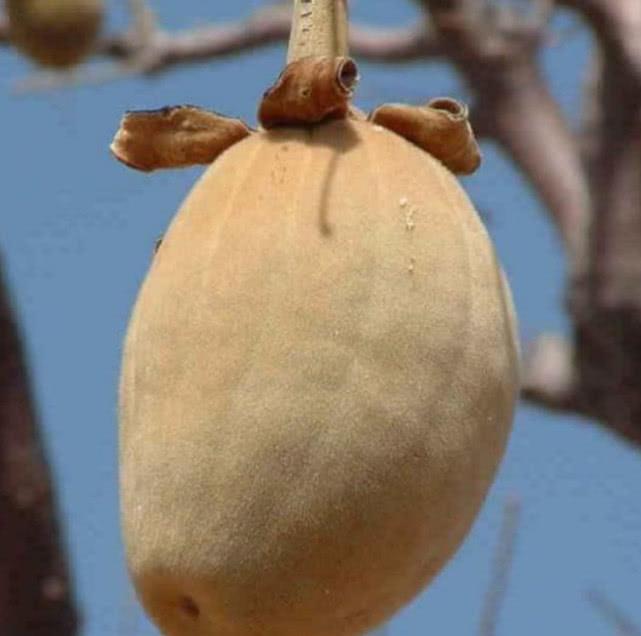 猴面包树用别名酸瓠树,猴树,旅人树,猢狲缅,猢狲面,死老鼠树,猴面包树