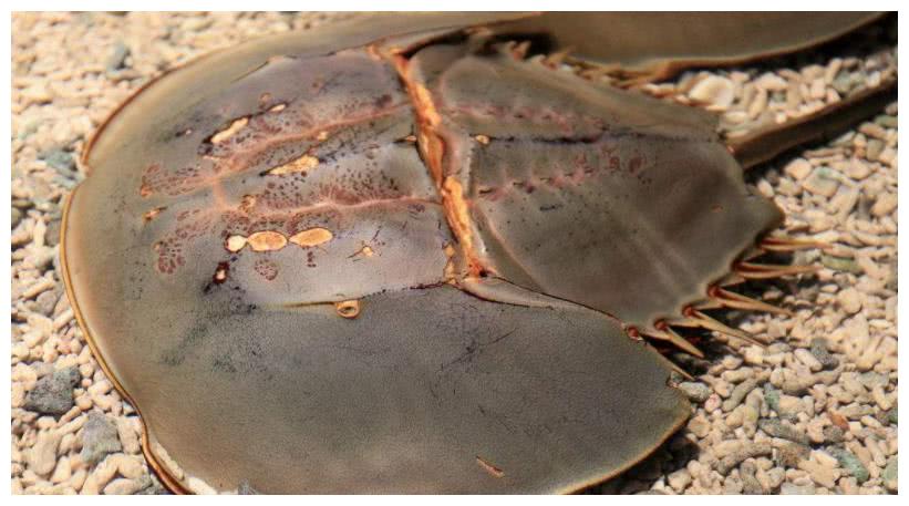 马蹄蟹|鲎|吃货_新浪新闻