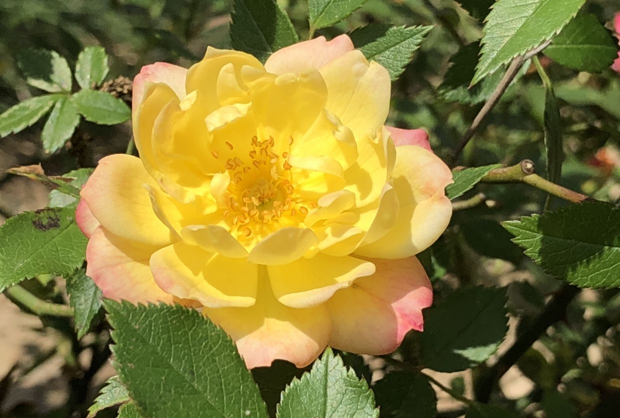 多彩月季花,魔幻整个夏