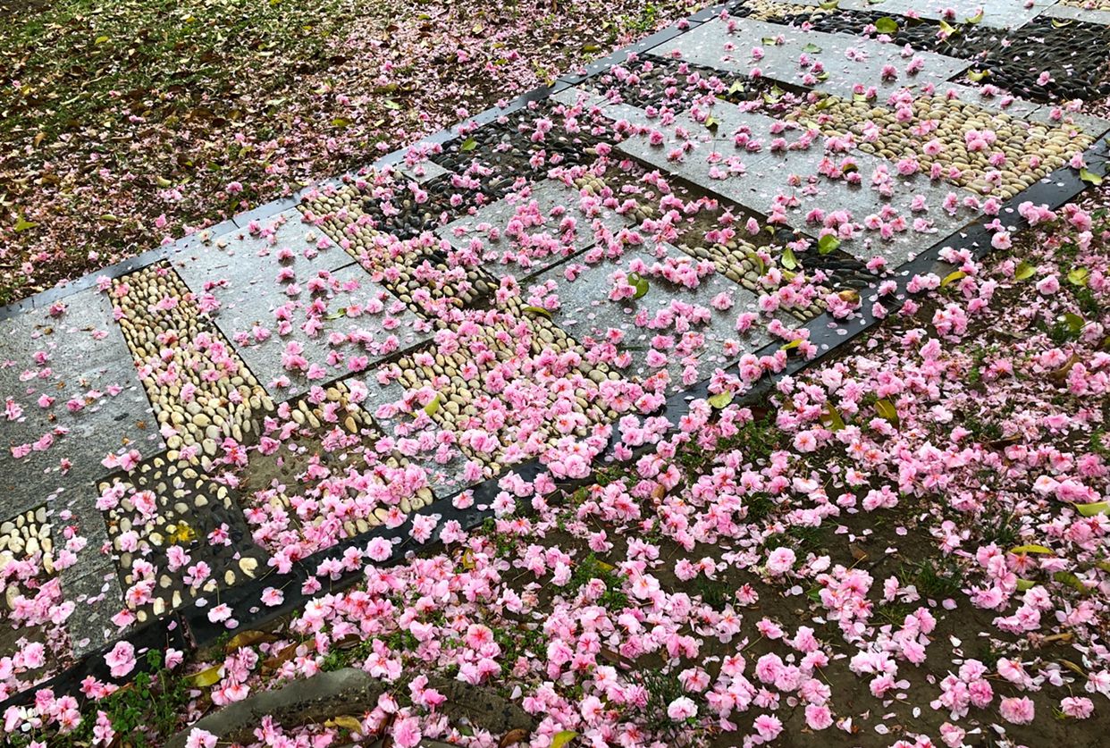 一场樱花雨,画卷巧天成