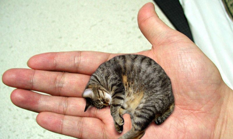 世界上 最小 的5种动物 前4个个个萌翻了 最后一个画风却变了