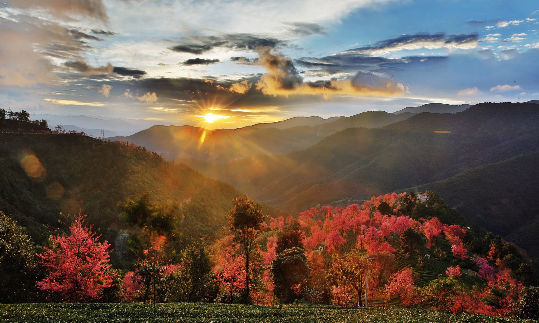 风光摄影:唯美大理之无量山樱花谷