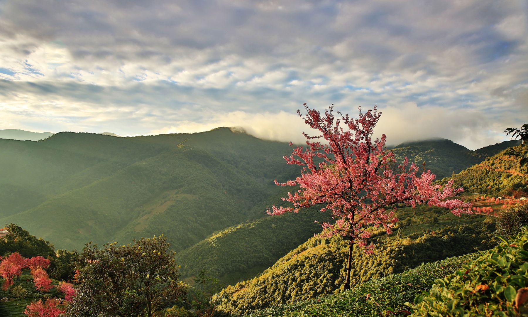 风光摄影:唯美大理之无量山樱花谷