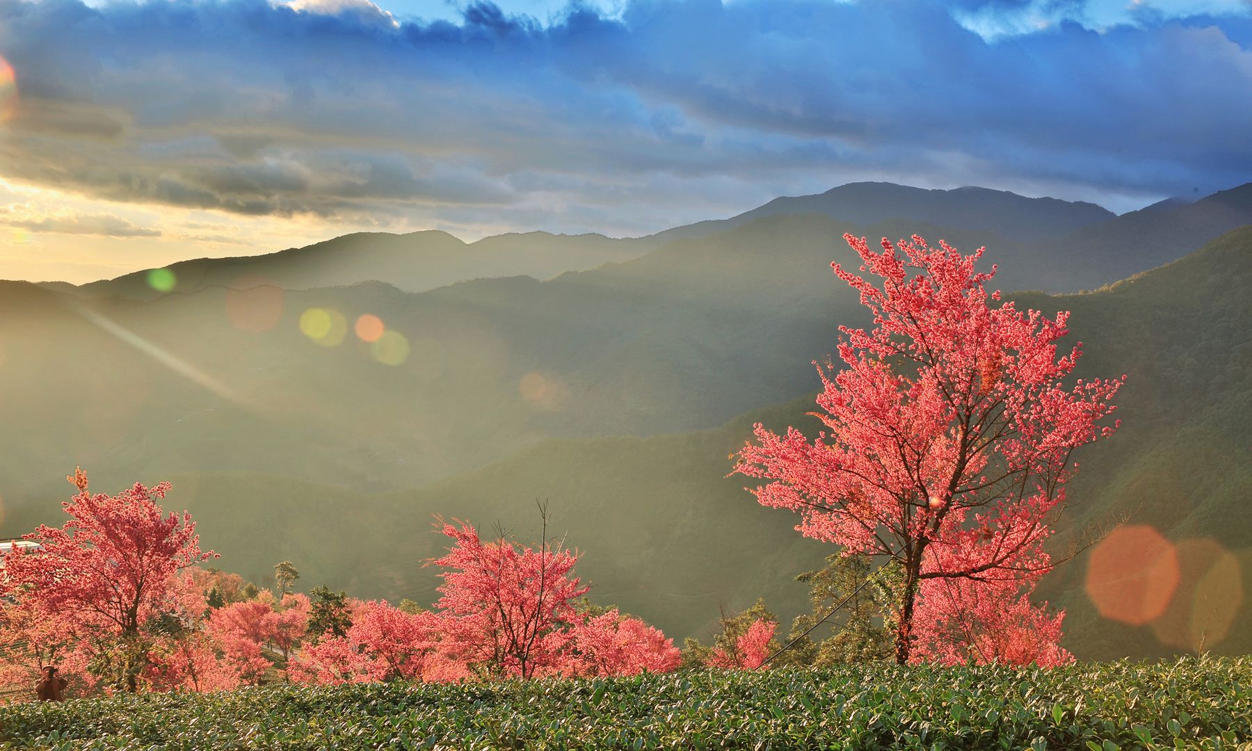 风光摄影:唯美大理之无量山樱花谷