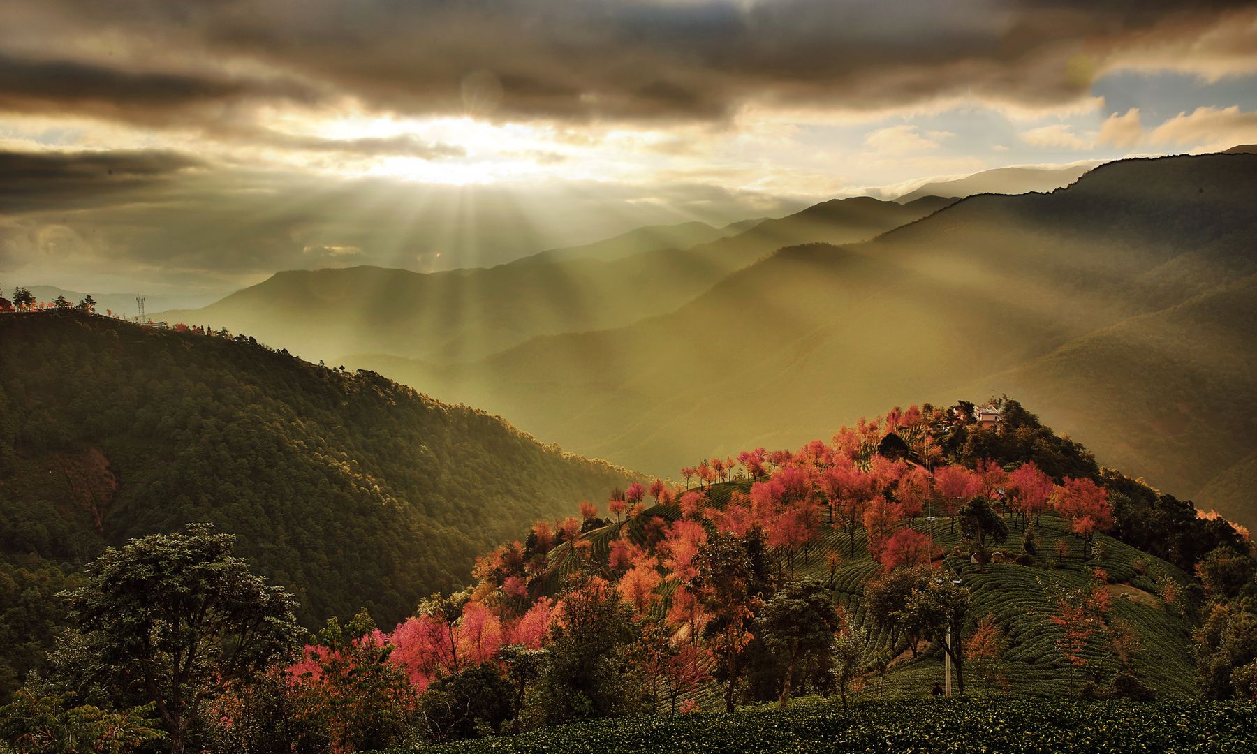 风光摄影:唯美大理之无量山樱花谷