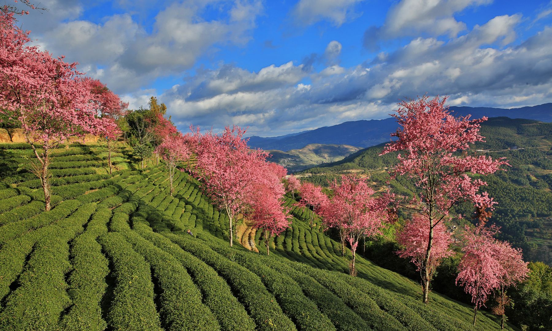 风光摄影:唯美大理之无量山樱花谷