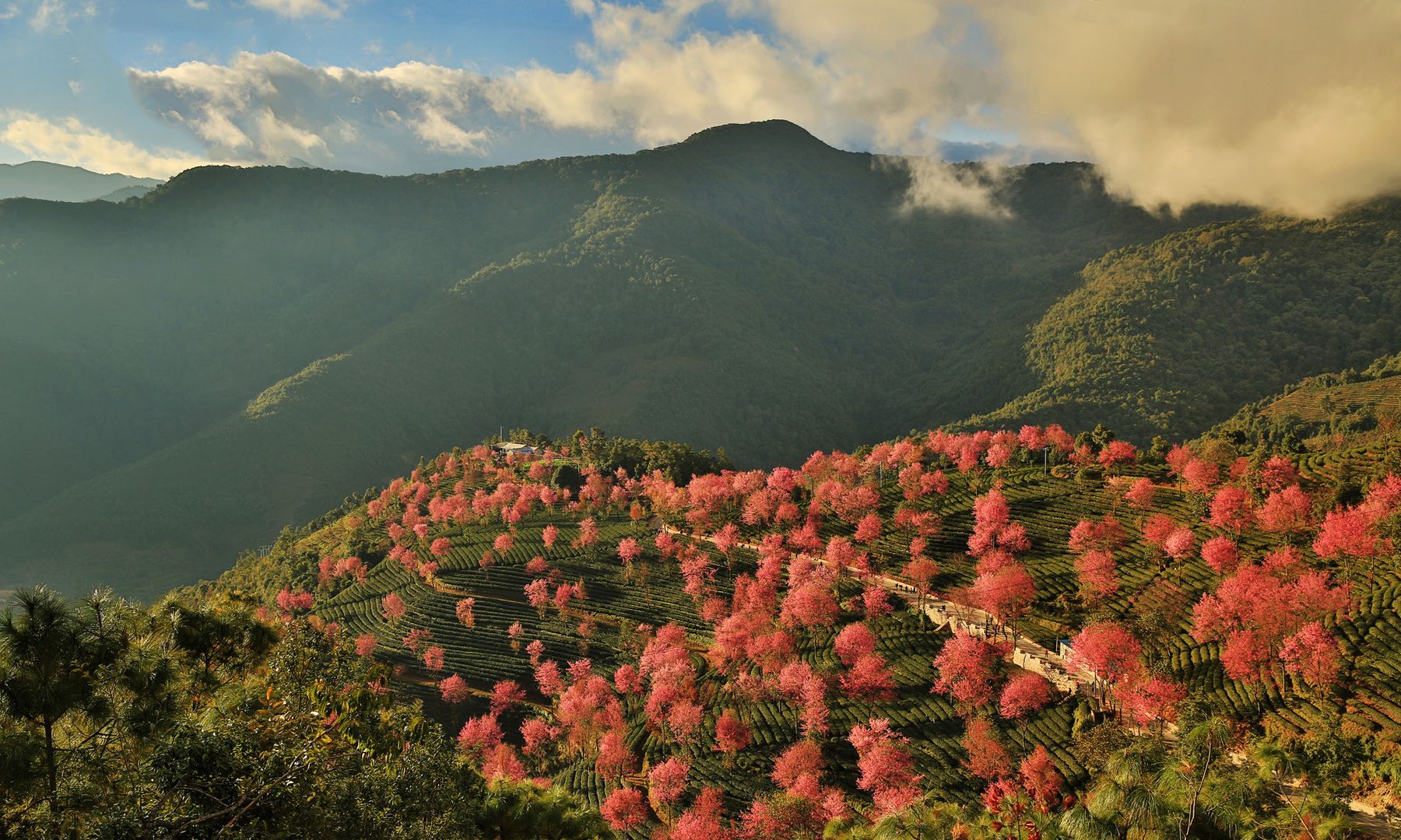 风光摄影:唯美大理之无量山樱花谷