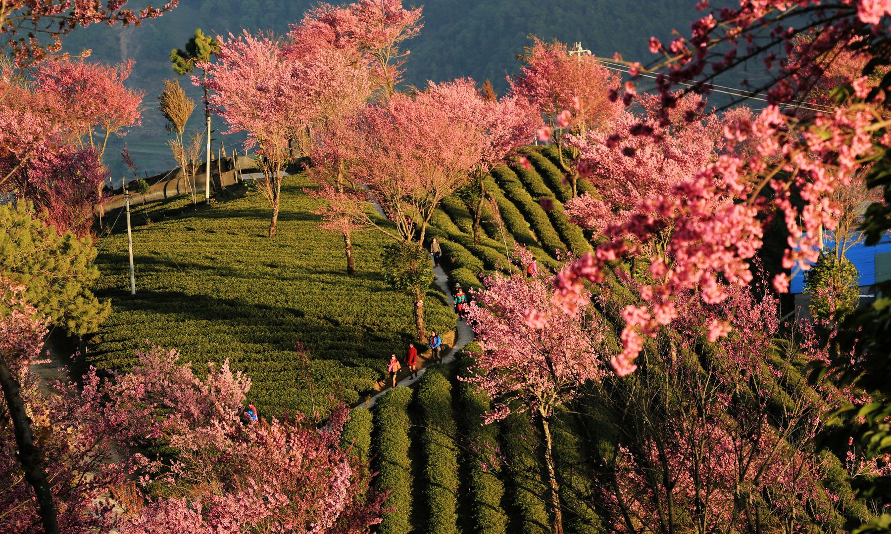 风光摄影:唯美大理之无量山樱花谷|无量山|河谷|南涧_新浪新闻