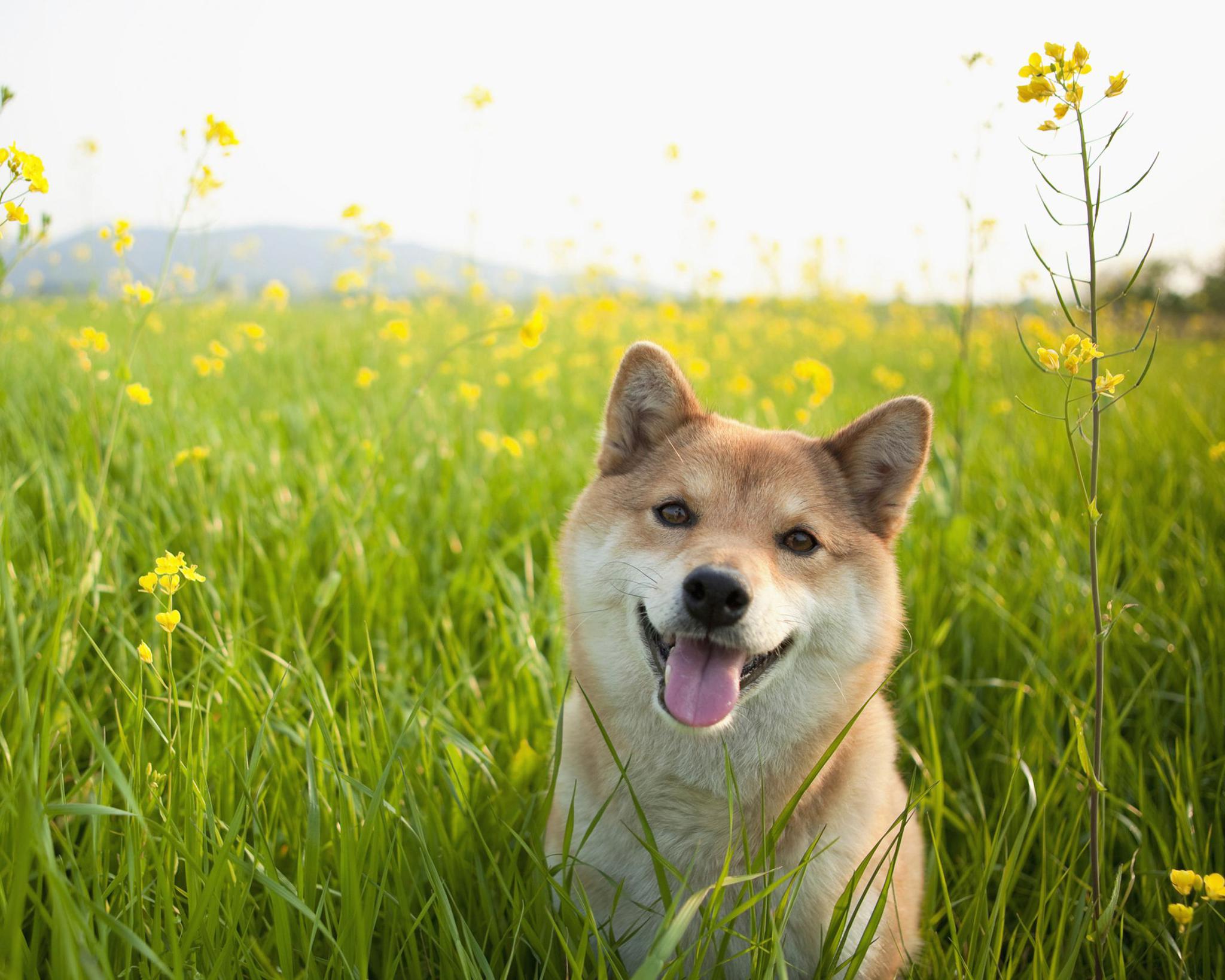 呆萌的小动物美图,你喜欢哪一个?第五期|灰鼠|小仓鼠|腮帮子_新浪新闻