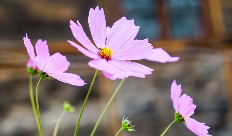 旅游 青藏高原神花 格桑花 究竟长啥样 旅游 青藏高原神花 格桑花 究竟长啥样