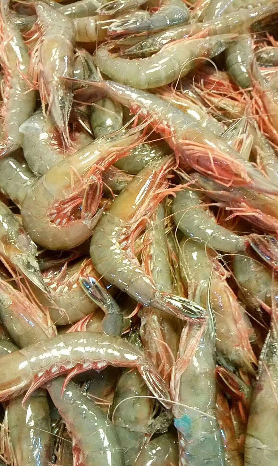 这些海虾是沿海地区的常客是内陆地区的稀客