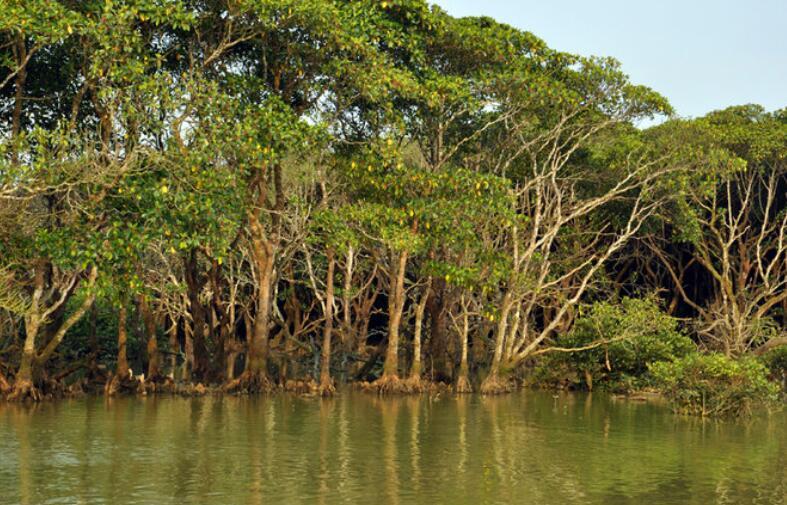 兰里岛鳄鱼事件,二战期间的奇事