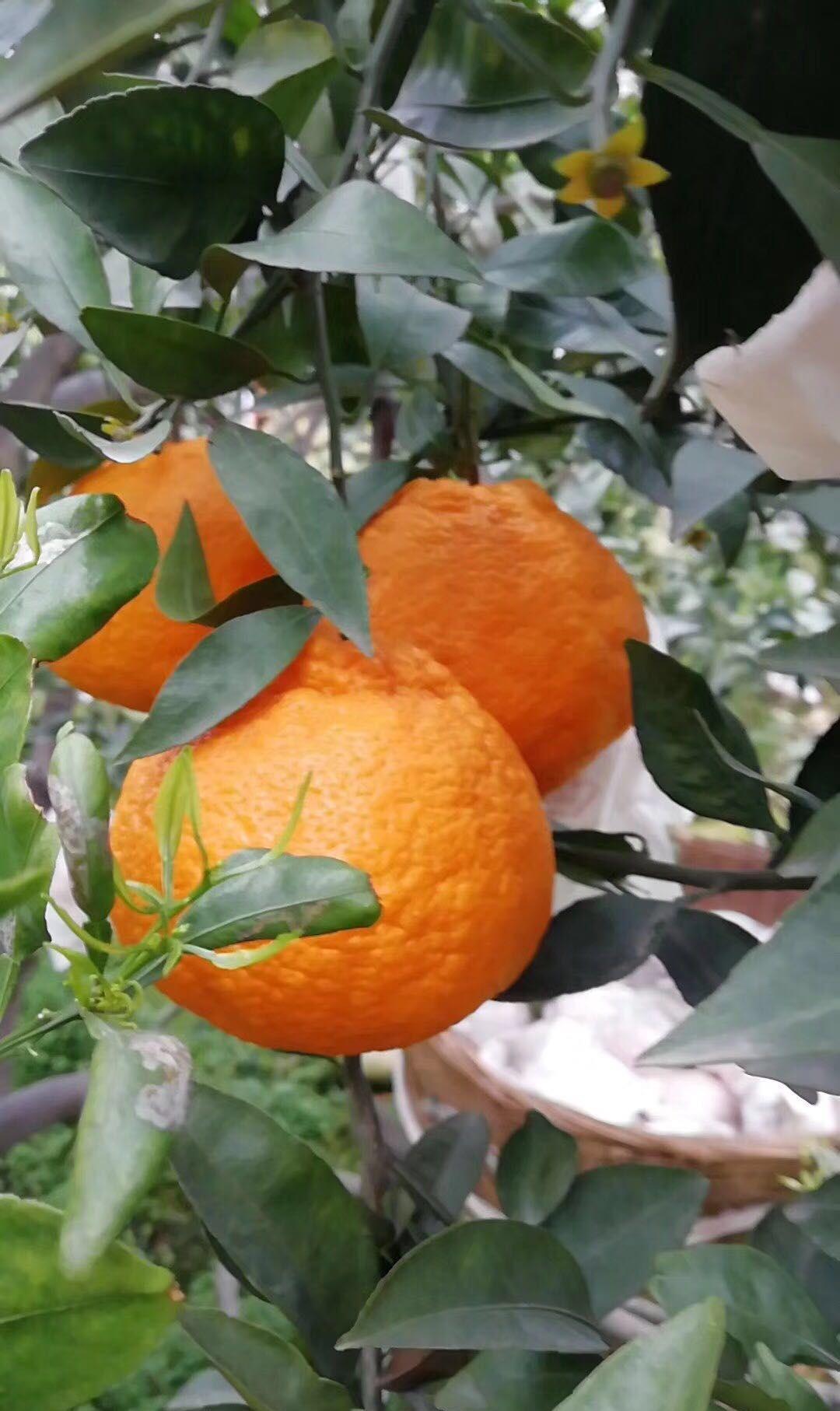 爱媛橙和春见啥区别(爱媛橘和爱媛橙一样吗)