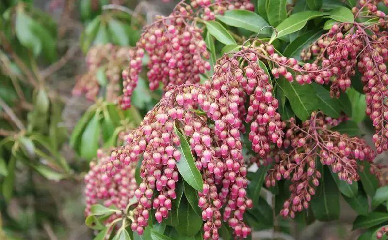 冬天好看的几种观赏植物,果子花朵都好看|花朵|马醉木|番红花_新浪