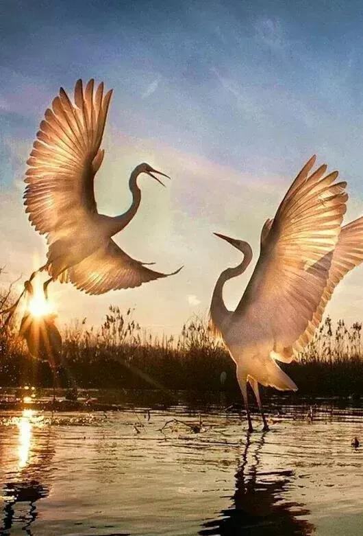 难得一见的仙鸟我一个都没见过