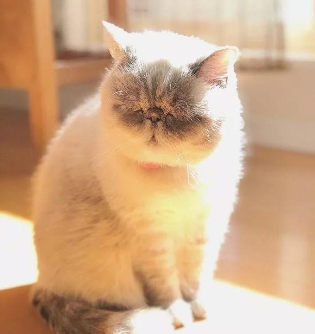 周一到了,铲屎官家的猫咪也是睁不开眼