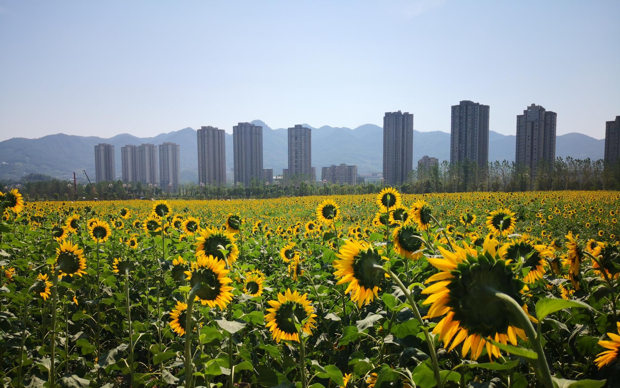 重庆江北区复盛高铁站呈现了向日葵花海:周围的城镇也显出现代化