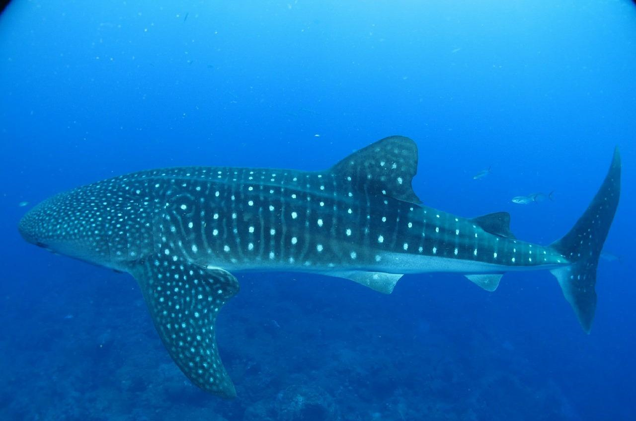 观看"海洋中最大的鱼类"鲸鲨的5个最佳去处