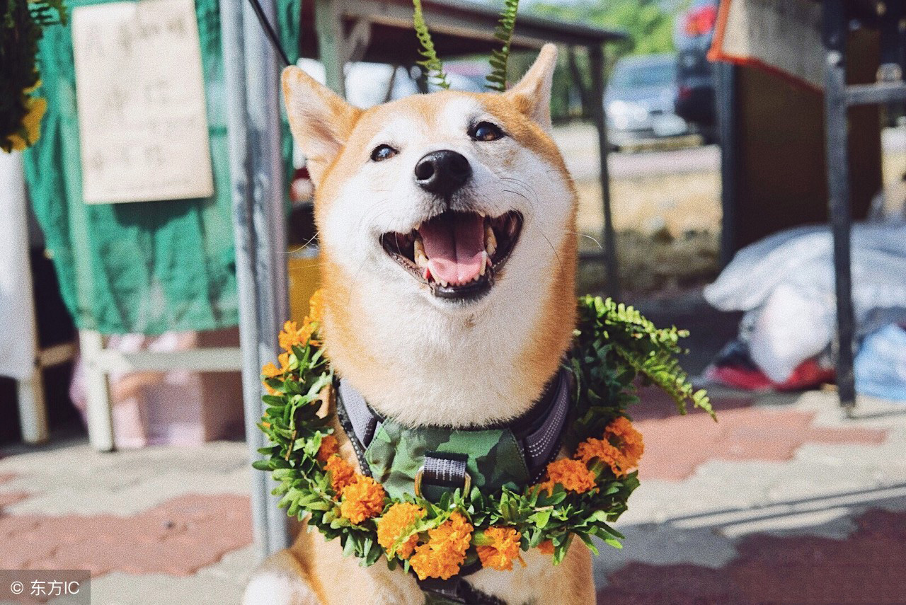 柴犬的盛世美颜 饲养柴犬有哪些需要注意的