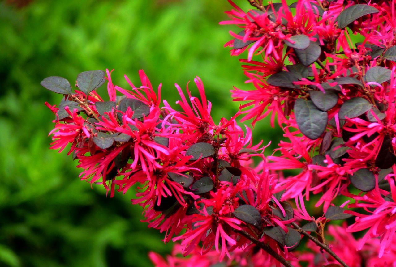 红继木怎么养?金缕梅科植物红花檵木养殖方法和注意事项