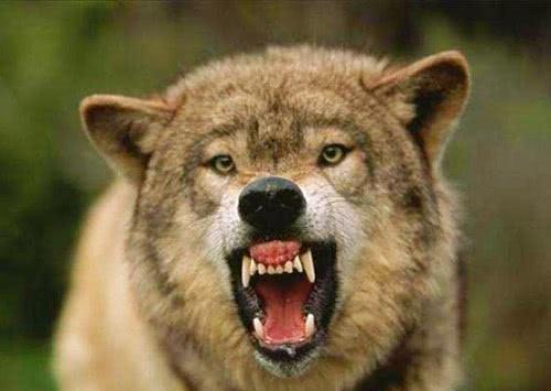 4万年前巨型狼头被发现,大脑完好十分罕见,网友克隆了解一下