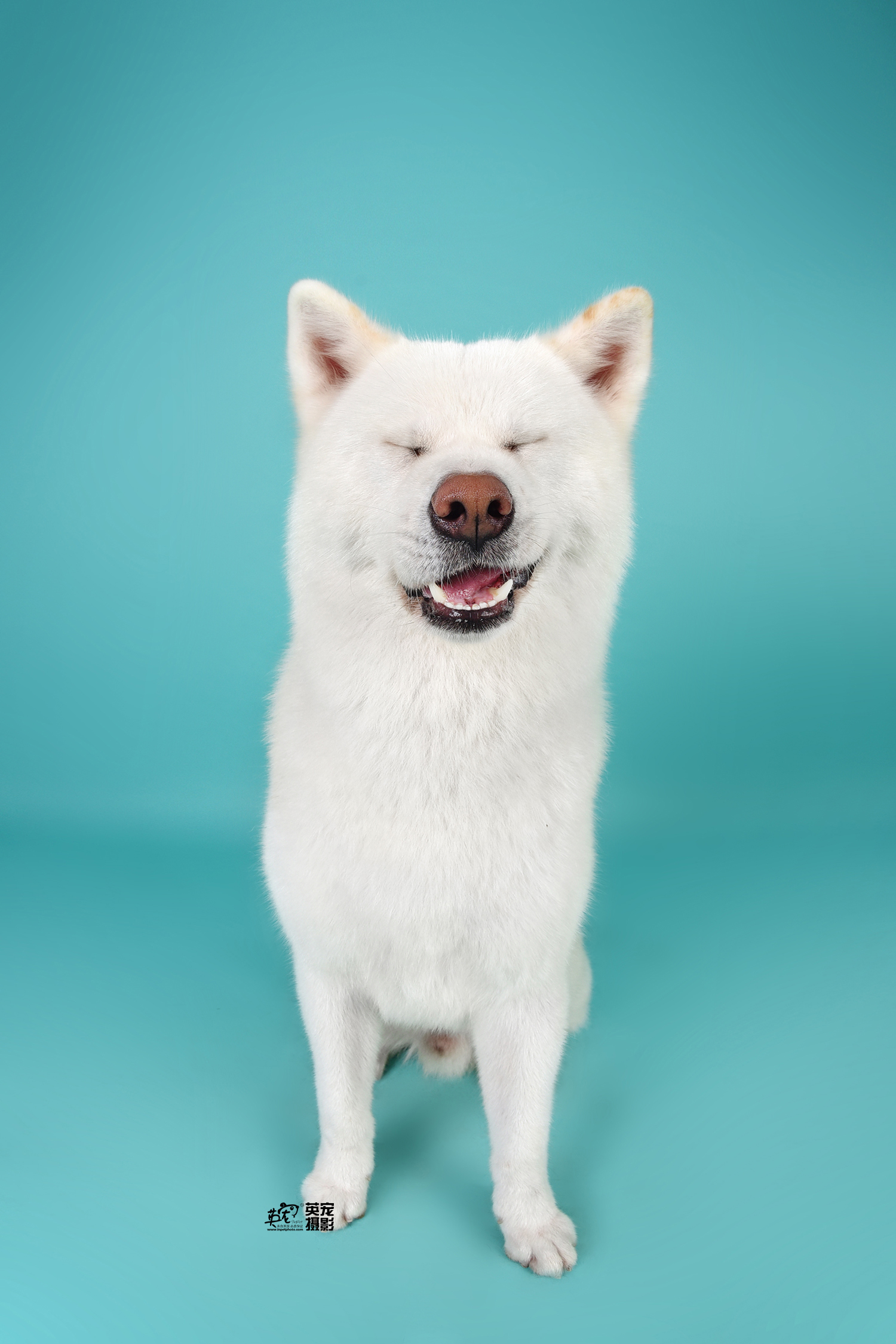 白色的秋田帅帅的,但也会忍不住露出搞笑的表情