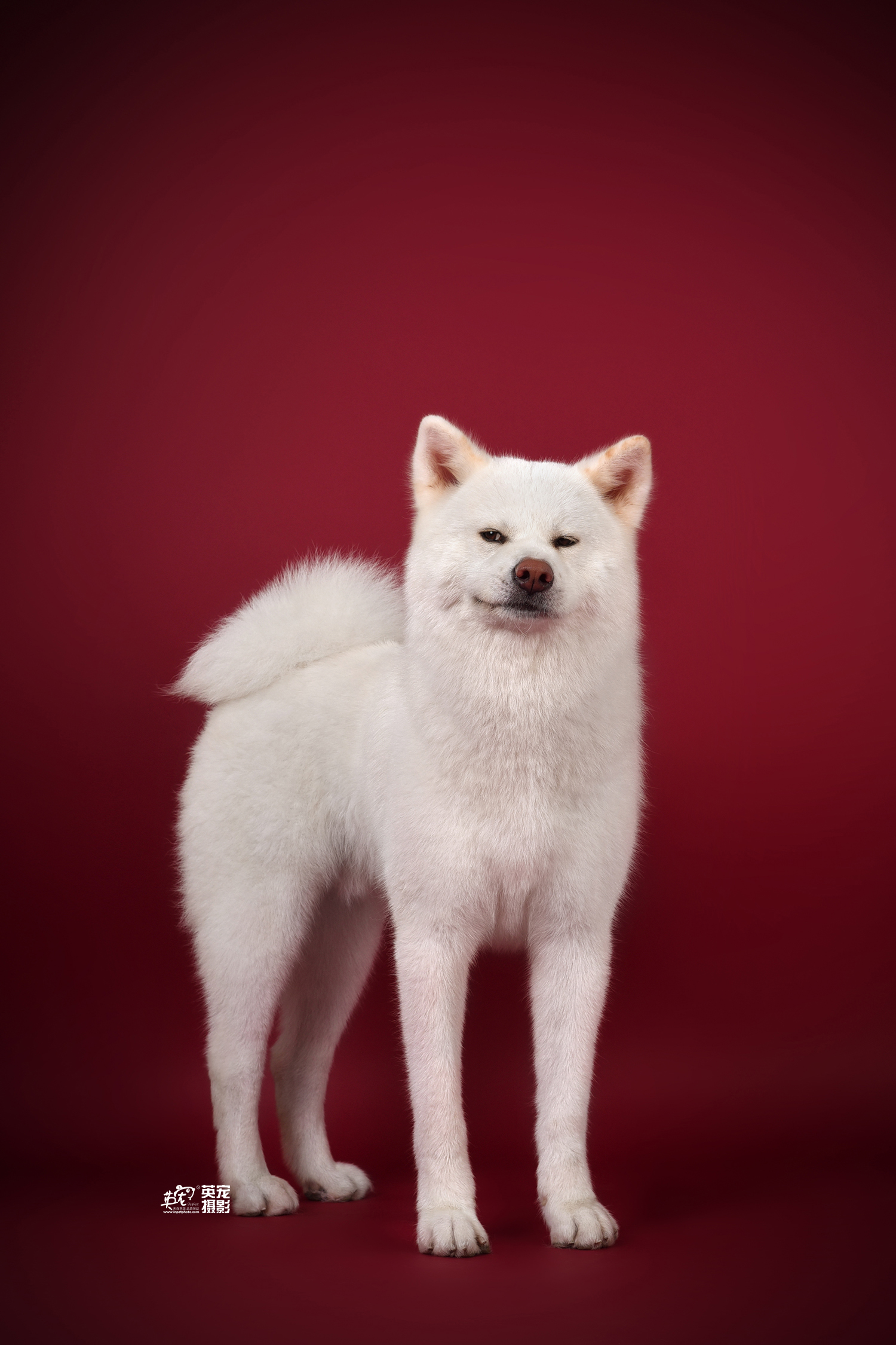 白色的秋田帅帅的,但也会忍不住露出搞笑的表情