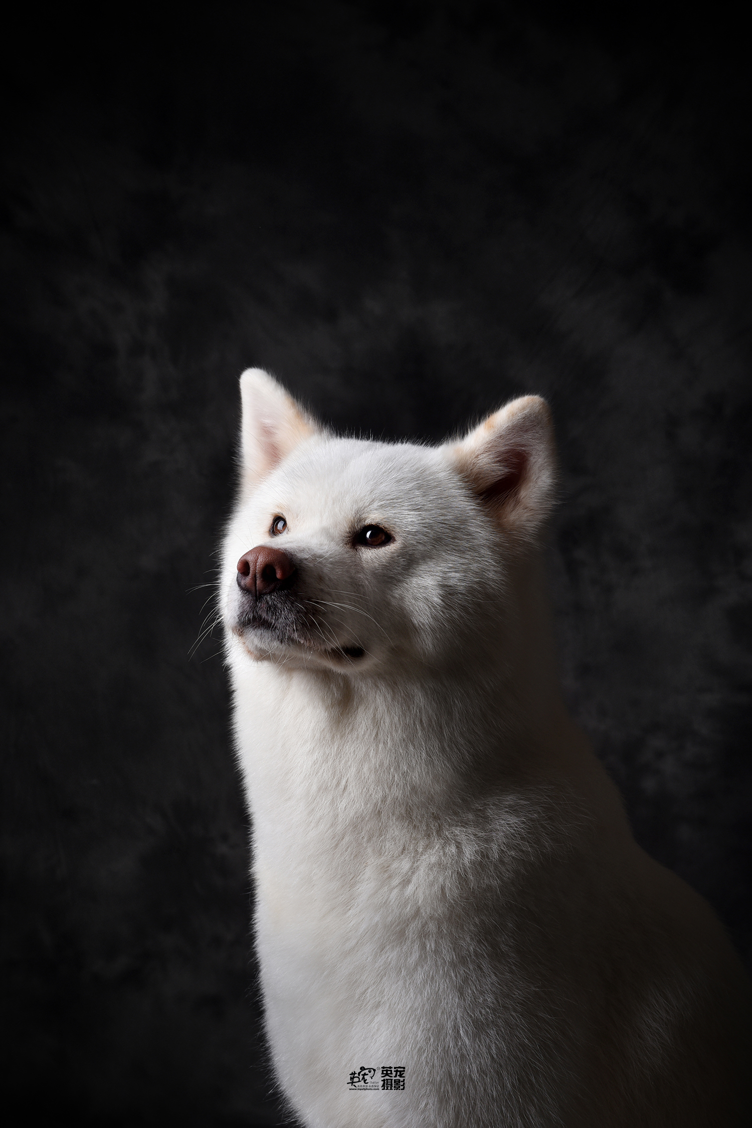 白色的秋田帅帅的,但也会忍不住露出搞笑的表情