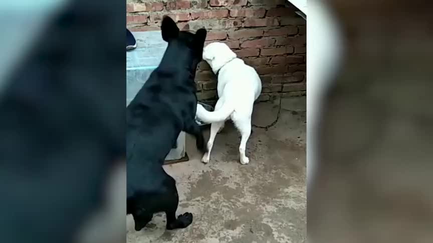 小黑狗腿上像长了弹簧对着白狗跳 视频走红一年有4980万人看