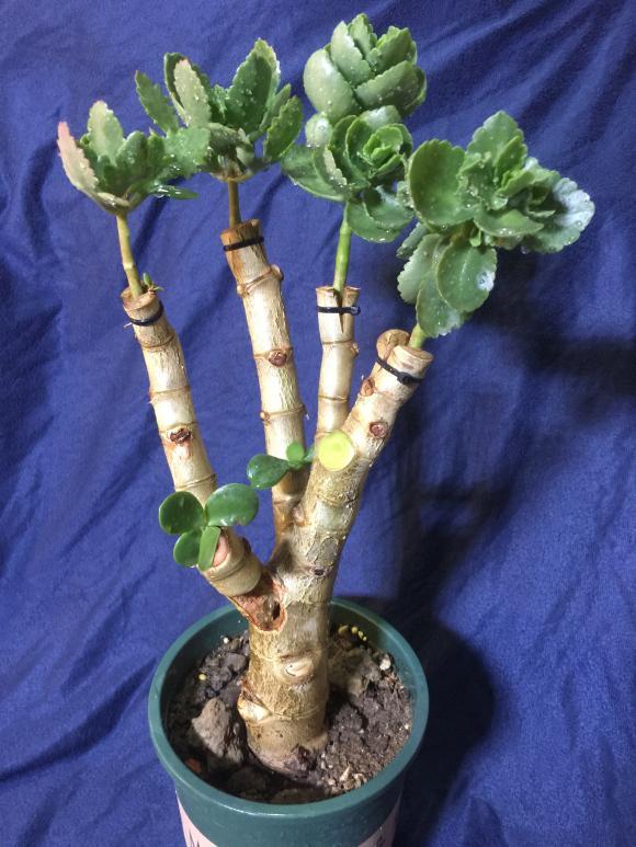 农村老妈养长寿花,用"1"招,就长成老桩,枝粗叶茂,开花特旺