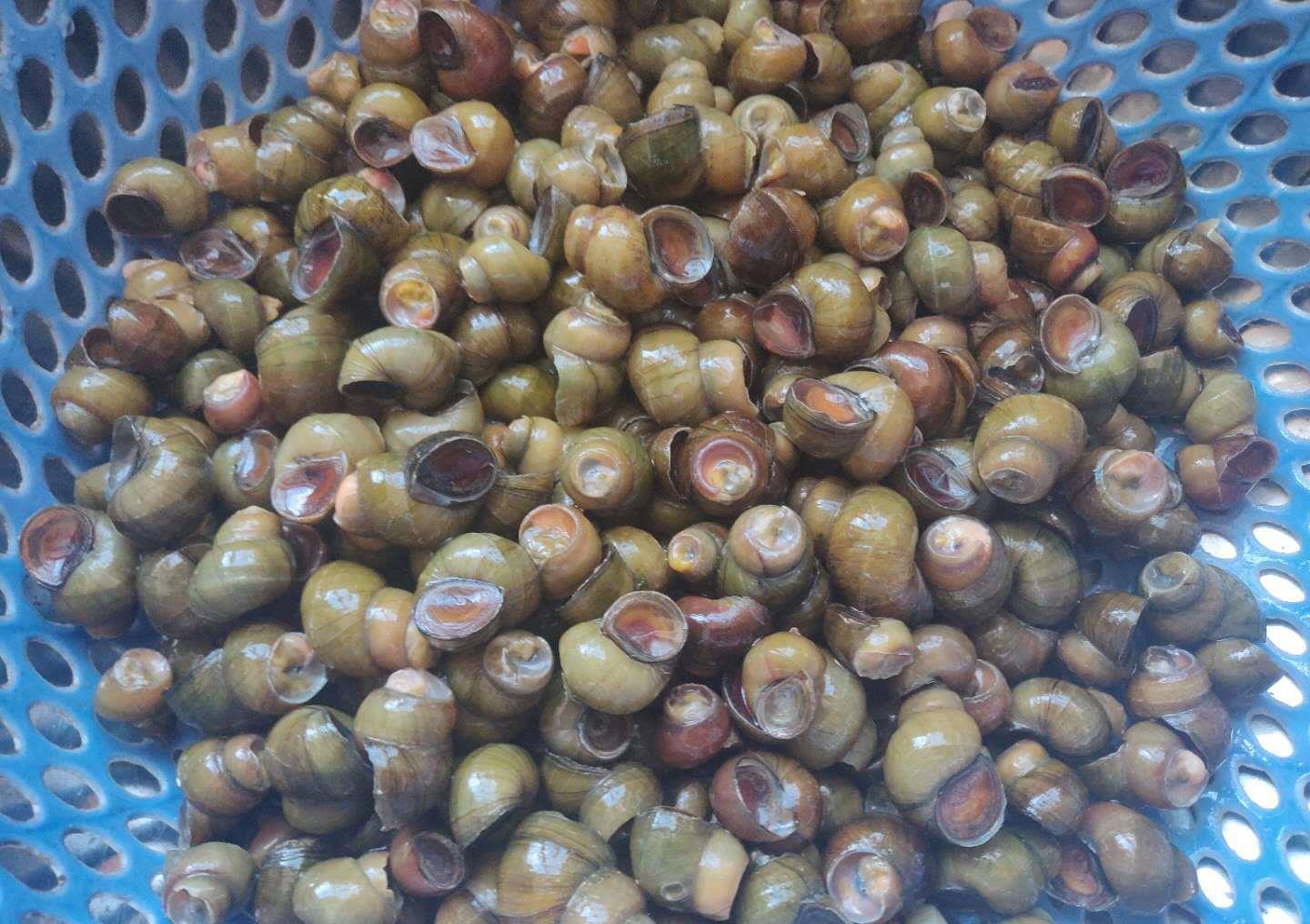 红烧河螺,汤鲜肉美,个个好吸,这样的做法,好吃到停不下来