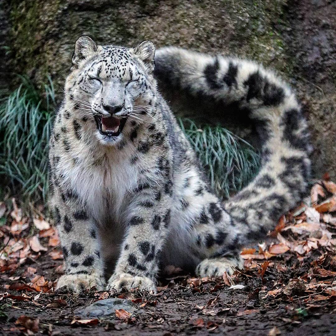 不得不承认,雪豹们的大尾巴真是太酷炫了!