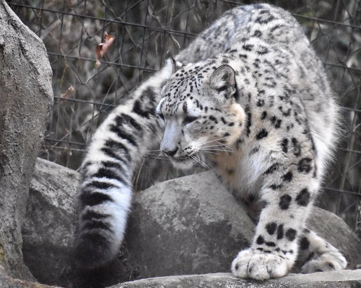 不得不承认,雪豹们的大尾巴真是太酷炫了!