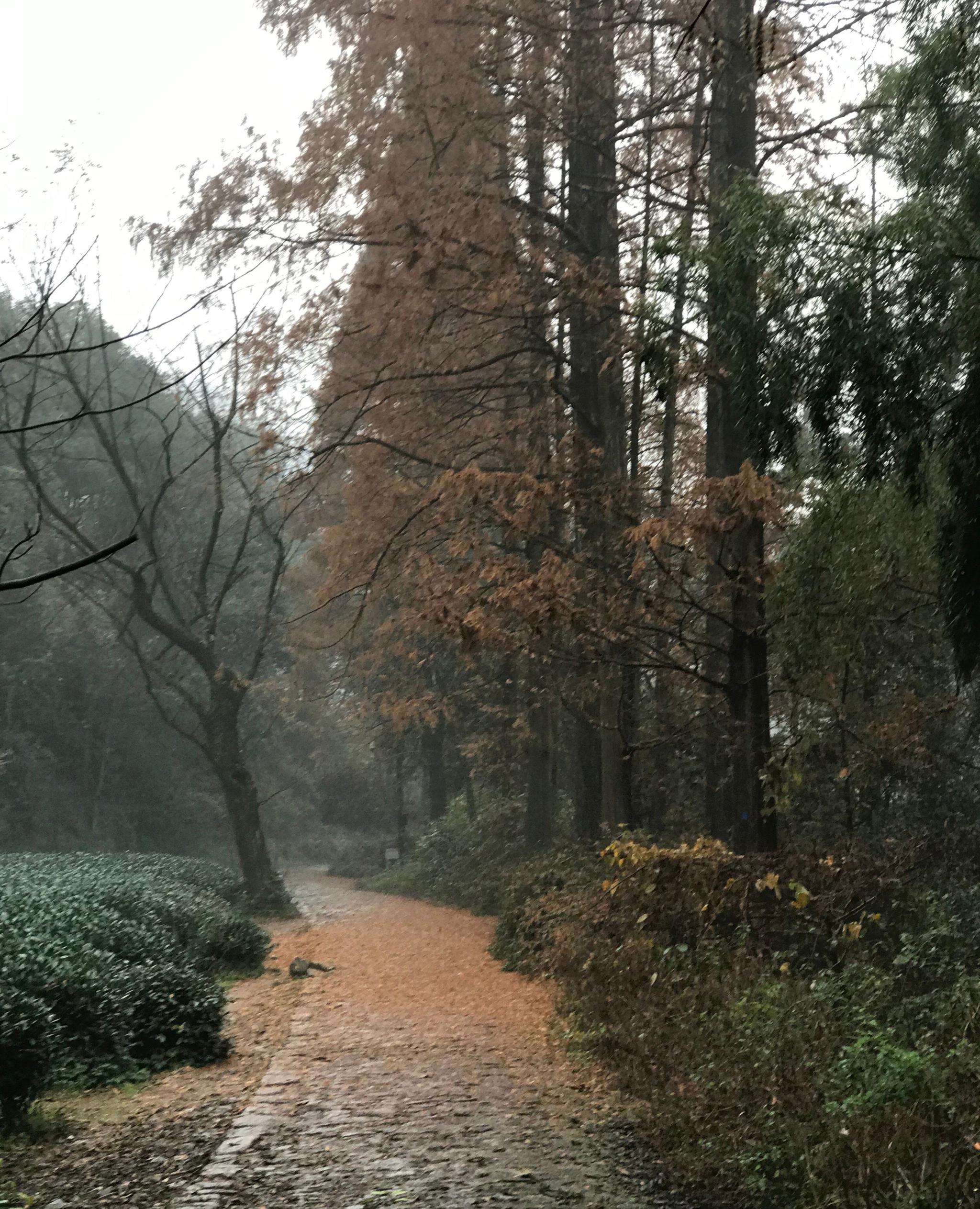 杭州龙井村,徒步九溪十八涧,寻找属于深秋的迷人色彩
