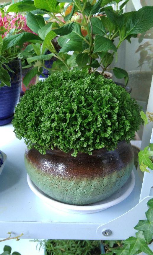 翠云草的养殖方法和注意事项这些小技巧希望你能掌握