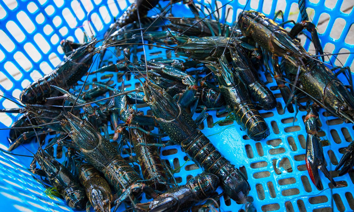 印尼这湖盛产一种蓝色小龙虾,中国吃货已出发,很担心会被吃灭绝|印度