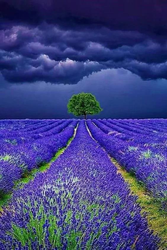 这照片里的风景色彩绝了,大自然真有许多奇妙的景色