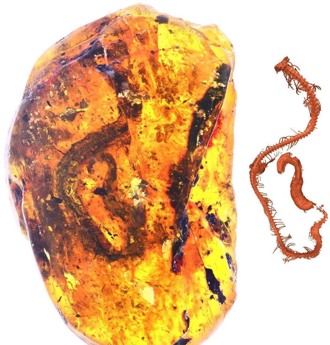 这个琥珀最早出现于9900万年前,还完整保存蛇类祖先的形象