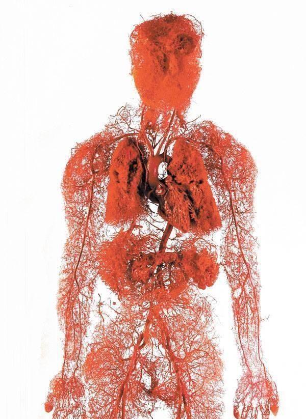 人体血管加起来总长是多少也许超出你的想象