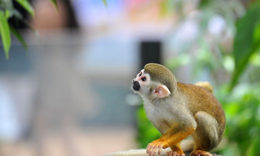 猴子长得像松鼠,起名叫松鼠猴,偷偷进食的模样太可爱了