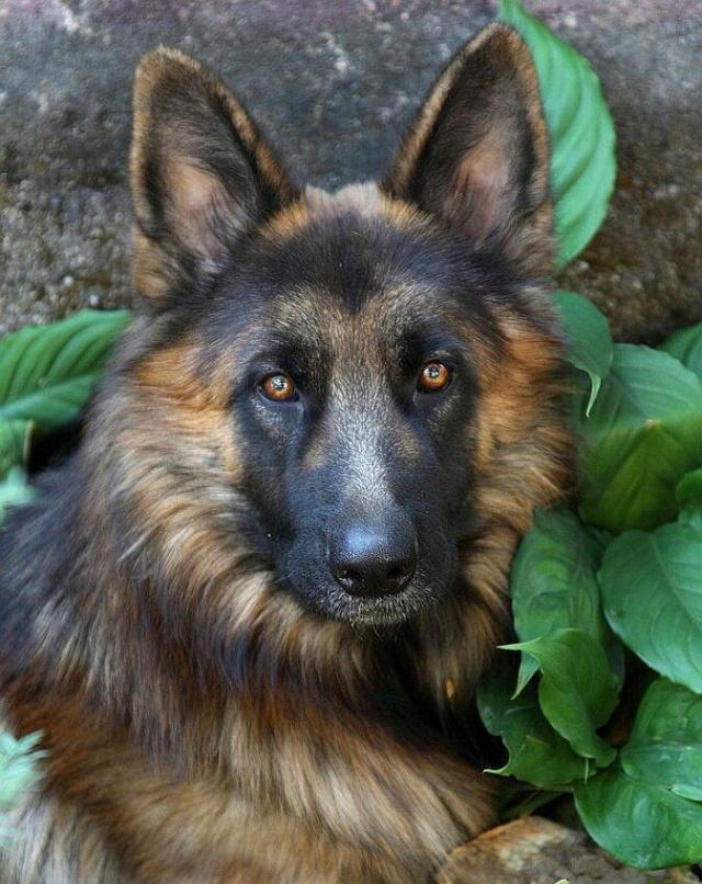 六种护主犬随便养一只都能给铲屎官满满的安全感