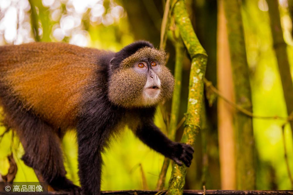 这只脸大如盆的猴子,实力演绎"呆萌"二字.图片来源:高品图像