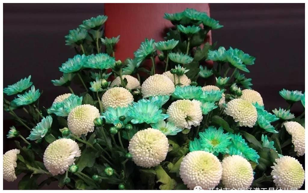 大美开封精彩世幼世幼满天星幼儿园秋游活动