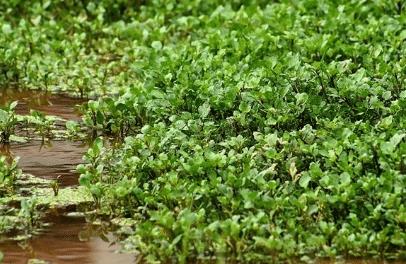 这菜喜欢长在臭水沟旁,长势旺盛却曾遭人嫌弃,如今成火锅店名菜