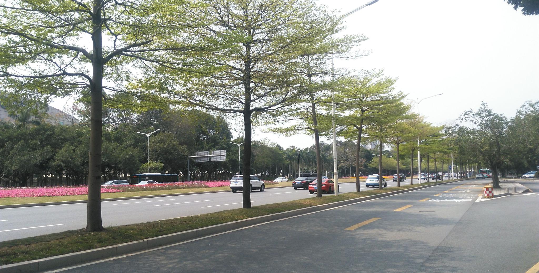 深圳深南大道竹子林段实拍,路中间的花已是一道亮丽的风景