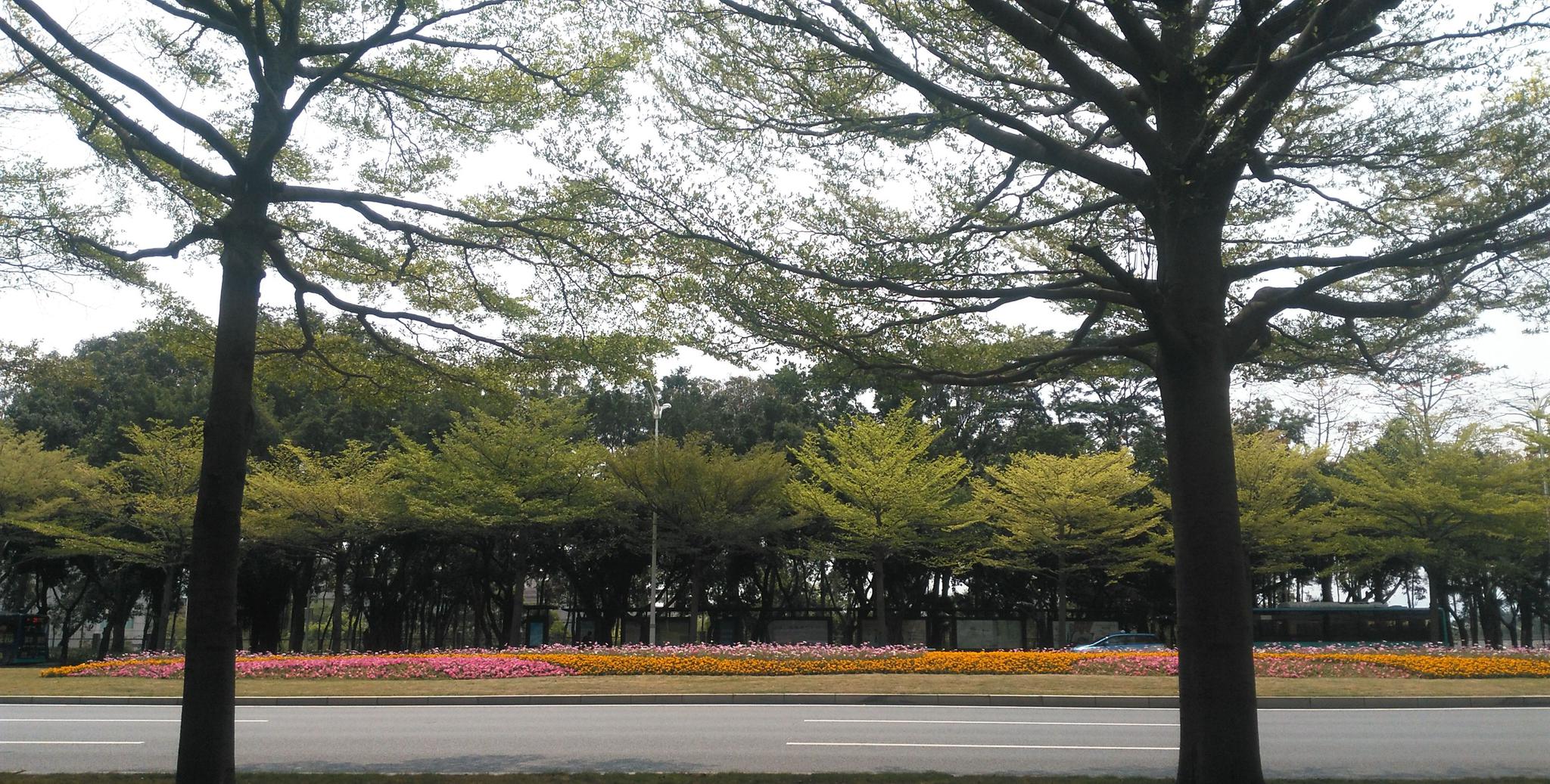 深圳深南大道竹子林段实拍,路中间的花已是一道亮丽的风景