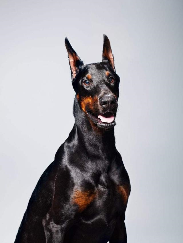 杜宾犬护理唯一繁琐的地方就是耳朵,因为它不仅要求剪尾巴还要剪耳.