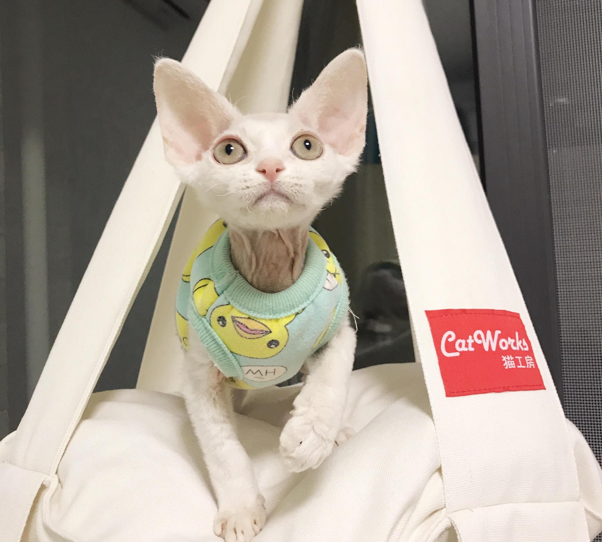 德文卷毛猫的诞生来自一个独一无二的突变,宽大的耳朵像个小精灵